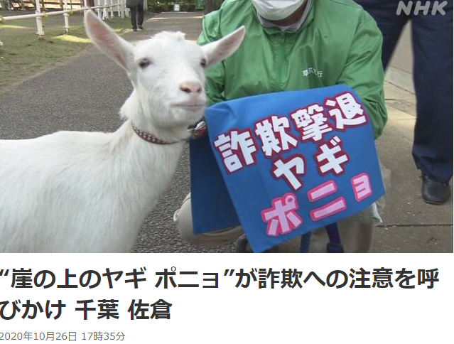 日本《悬崖上的金鱼姬》同名山羊走红 被任命为防诈骗大使插图1 日本《悬崖上的金鱼姬》同名山羊走红 被任命为防诈骗大使