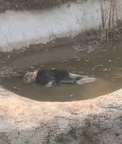 河北一动物园狮子死亡:“生病了,因体力不支溺亡”插图 动物园回应狮子泡水池中疑似死亡:生病了 因体力不支溺亡