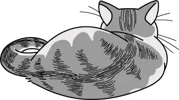 漫画《关于养猫我一直是新手》宣布动画化，2022年夏季开播